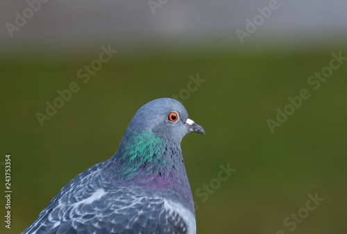 Closeup portrait of pigeon on green background