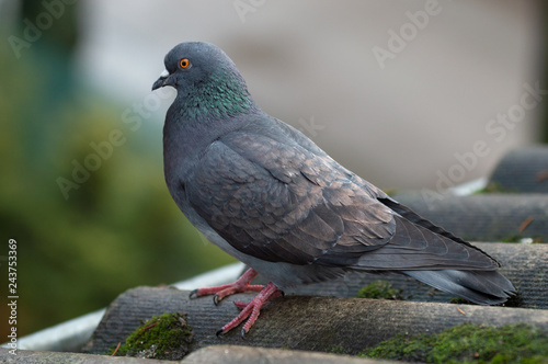 Closeup portrait of pigeon on green background