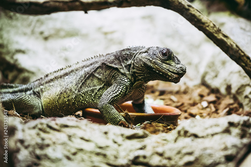 Hydrosaurus pustulatus  l  zard 