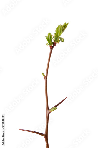 A spring branch of hawthorn (Crataegus) with thorns and budding leaves. Isolated on white.