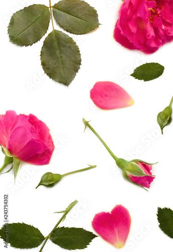 Delicate roses with buds and leaves. Isolated on white background  top view  flat layout. Can be used for wallpapers  postcards and in a variety of designs. Banner