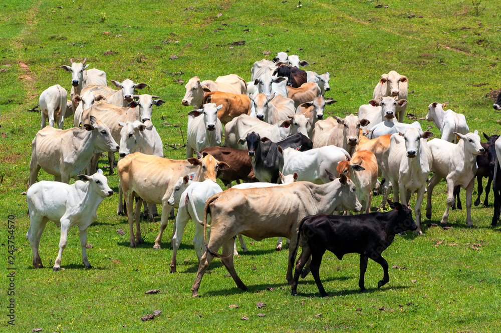 Obraz premium Gado IMG_0311