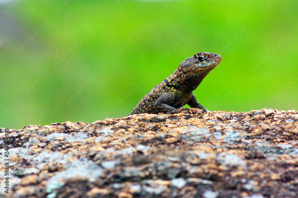 Lagarto IMG_0263 Lagarto IMG_0263