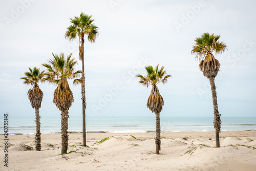 Palm trees at a beach in California, Pacific Ocean