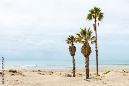 Palm trees at a beach in California  Pacific Ocean