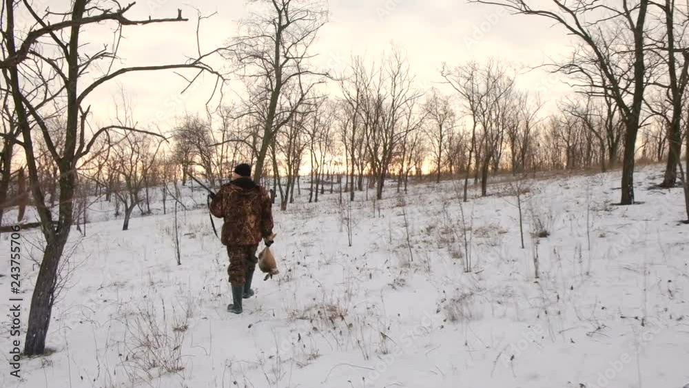 Winter hunting for hares. Hunter find the wounded Wild Hare. People with Shotgun looking for prey.
Winter hunting for hares. Hunter find the wounded Wild Hare. People with Shotgun looking for prey.