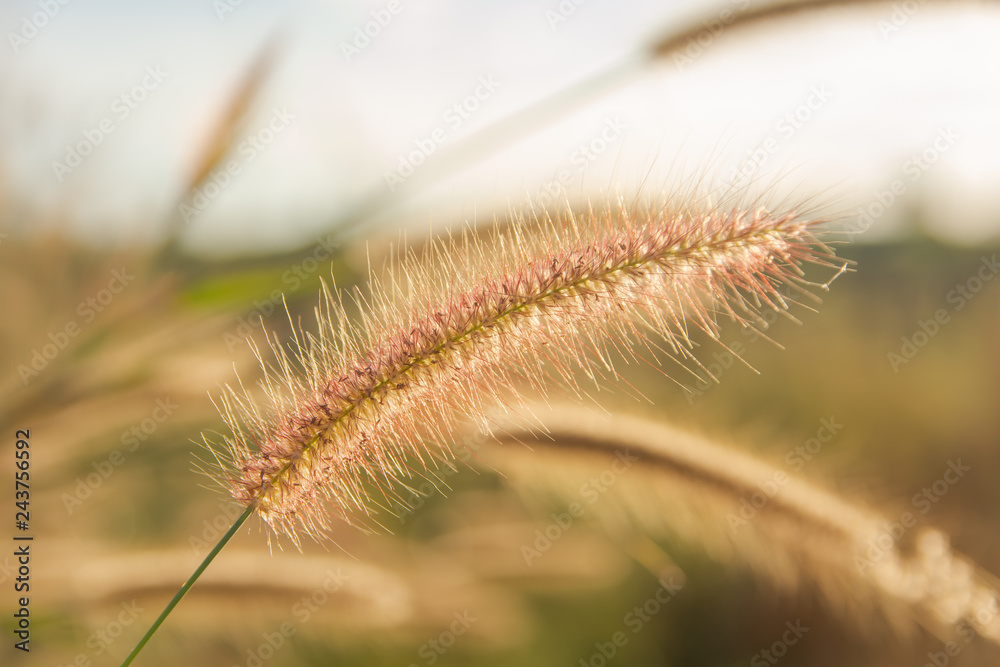 Desho grass, Pennisetum pedicellatum and sunlight from sunset Desho grass, Pennisetum pedicellatum and sunlight from sunset
