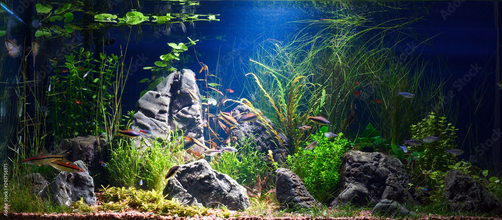 Planted tropical fresh water aquarium with small fishes in low key with  dark blue background Stock Photo | Adobe Stock