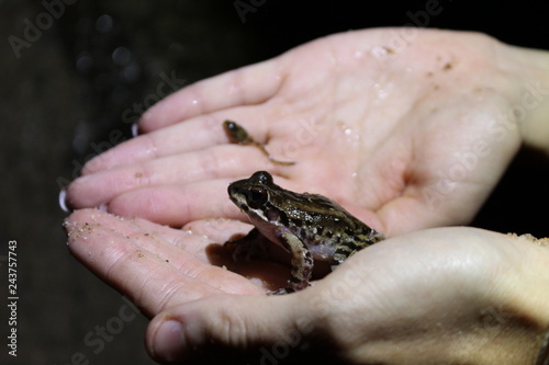 Frog found at night in Ubatuba, SP, Brazil