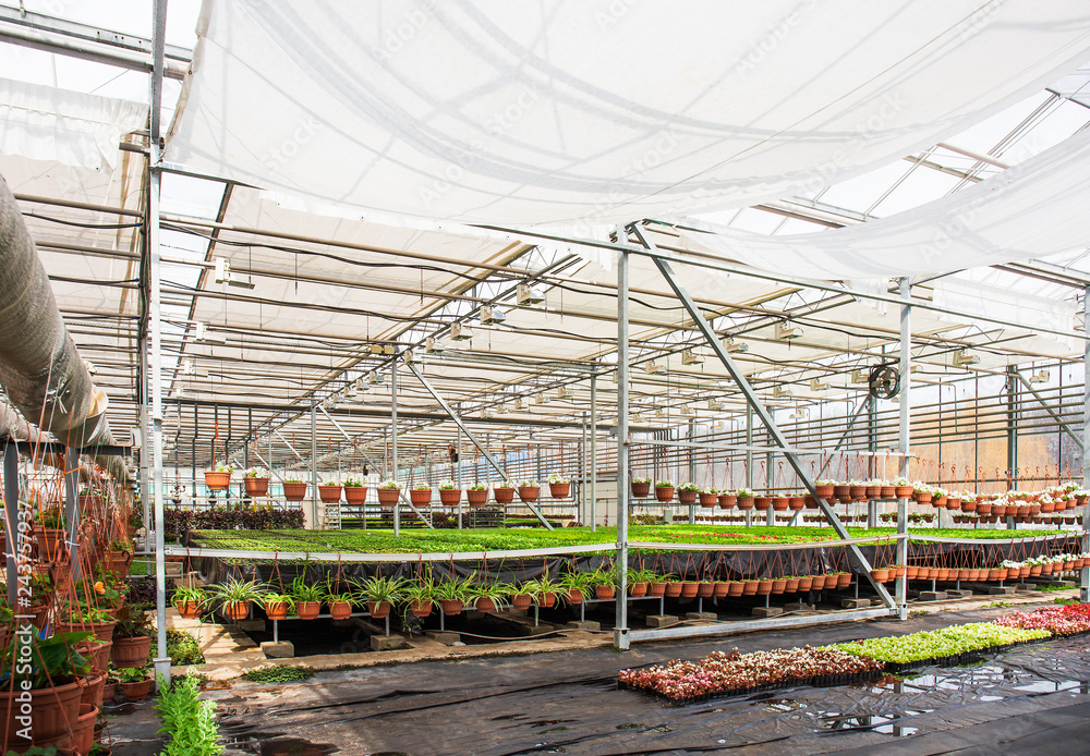 Modern hydroponic greenhouse interior with climate control, cultivation of seedings, flowers. Industrial horticulture