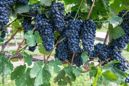 Bunches of purple grapes on the vine in Solvang, California
