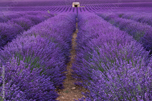 Fototapeta Naklejka Na Ścianę i Meble -  Campo di lavanda con rudere