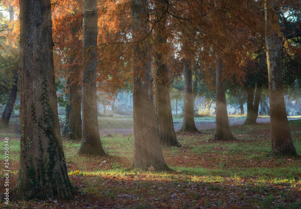 Obraz premium trees in light