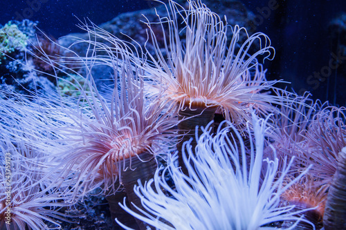 underwater life in an aquarium where corals and fish and jellyfish live