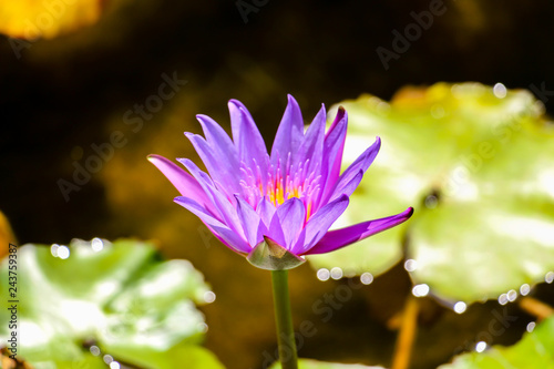 water lily