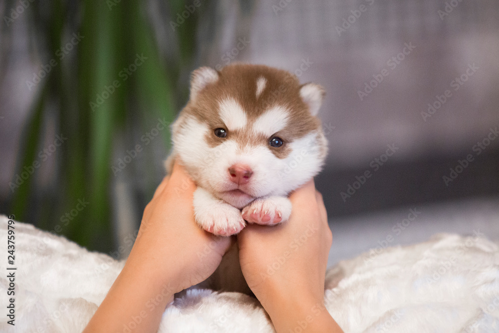 Fototapeta premium Siberian husky puppy