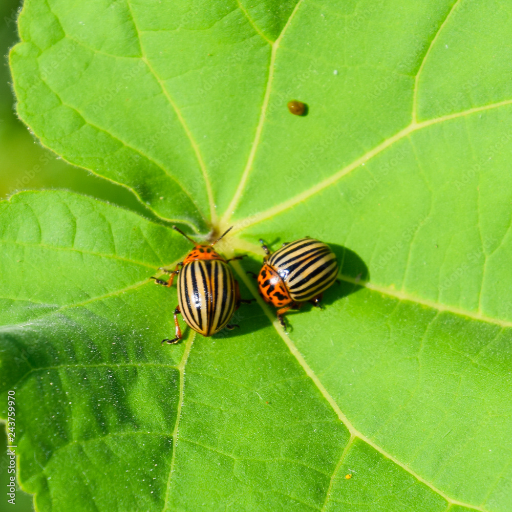 Colorado beetle on a leaf of a plant. Adult striped Colorado bee Colorado beetle on a leaf of a plant. Adult striped Colorado bee