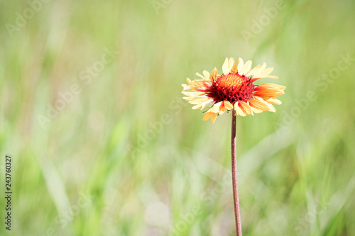A Gaillardia flower against a blurry green background