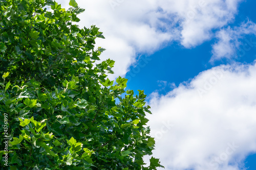 Beautiful spring green leaves of a maple tree with a background of blue sky and white clouds.