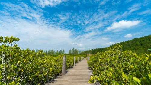 time lapse of unidentified people visitted green mangrove forest at Tung Prong Thong or Golden Mangrove Field, Rayong, Thailand photo