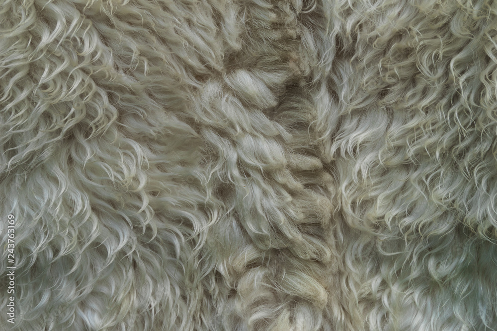 Skin with white fur. Strands of white hair. Unwashed dirty wool. Sheep fur. Skin with white fur. Strands of white hair. Unwashed dirty wool. Sheep fur.