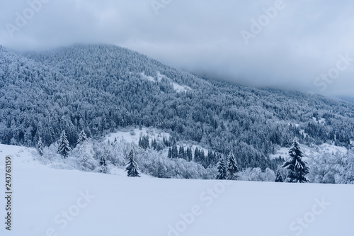 Scenic view of beautiful winter mountains and hills with fir trees covered with snow. Foggy day