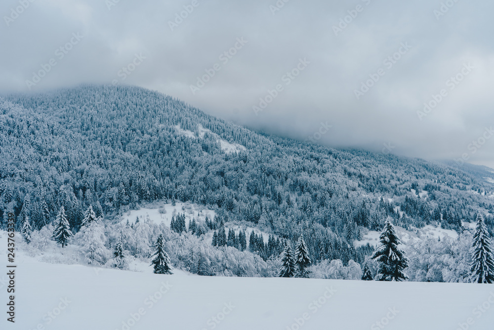 Foggy mountains with fir trees covered with snow. Beautiful winter landscape