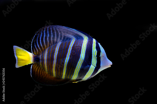 Sailfin Tang fish - (Zebrasoma velifer) 