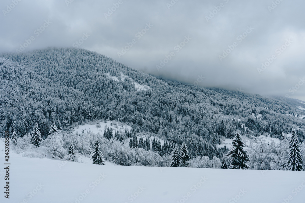 Scenic landscape view of fir trees covered with snow in beautiful winter mountains. Gloomy day