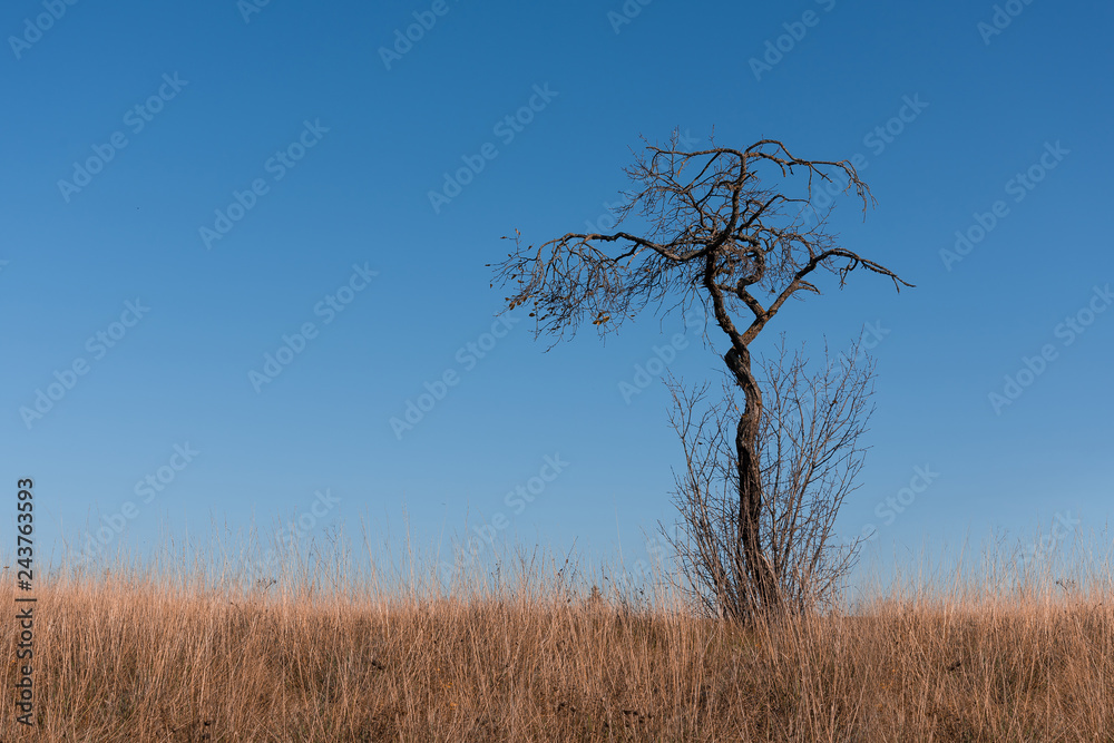 Old lonely tree on the background of blue sky and red grass. Old lonely tree on the background of blue sky and red grass.
