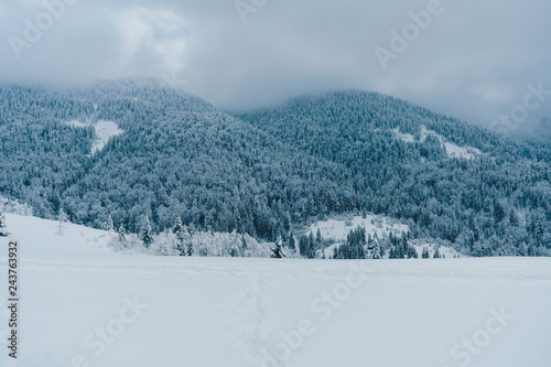 Beautiful winter landscape with mountains and pine trees covered with snow. Foggy day in Carpathian mountains