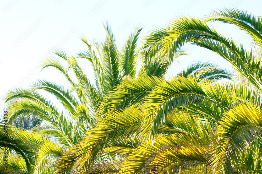 Fototapeta premium palm trees branches in tropical beach