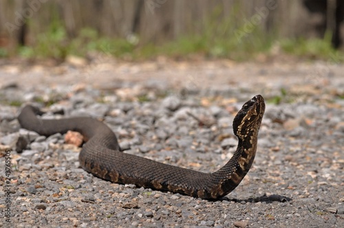Cottonmouth with head up alert on road