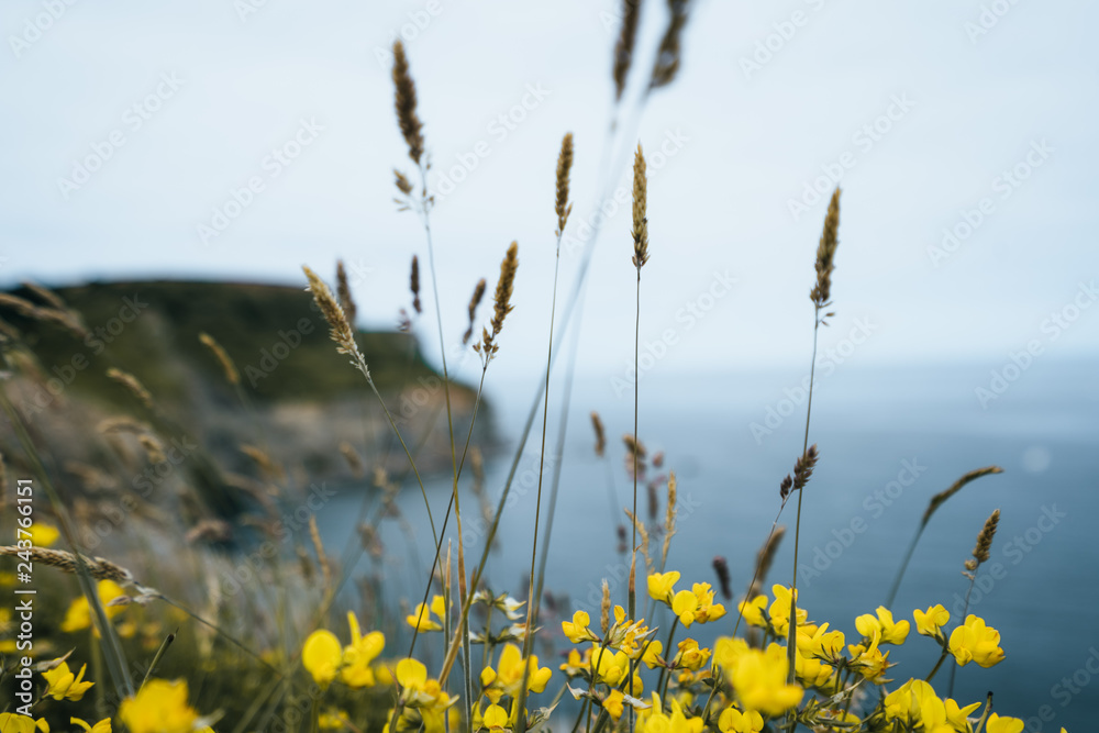 Fototapeta premium England coastline