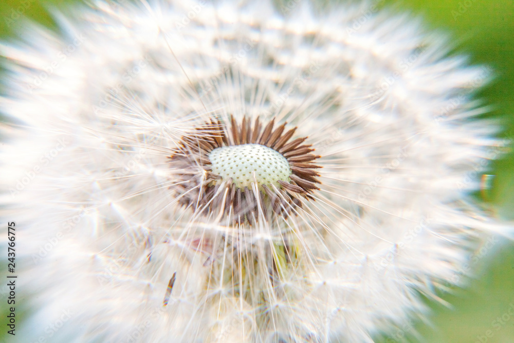 Dandelion seeds blowing in wind in summer field background. Change growth movement and direction concept. Inspirational natural floral spring or summer garden or park. Ecology nature landscape Dandelion seeds blowing in wind in summer field background. Change growth movement and direction concept. Inspirational natural floral spring or summer garden or park. Ecology nature landscape