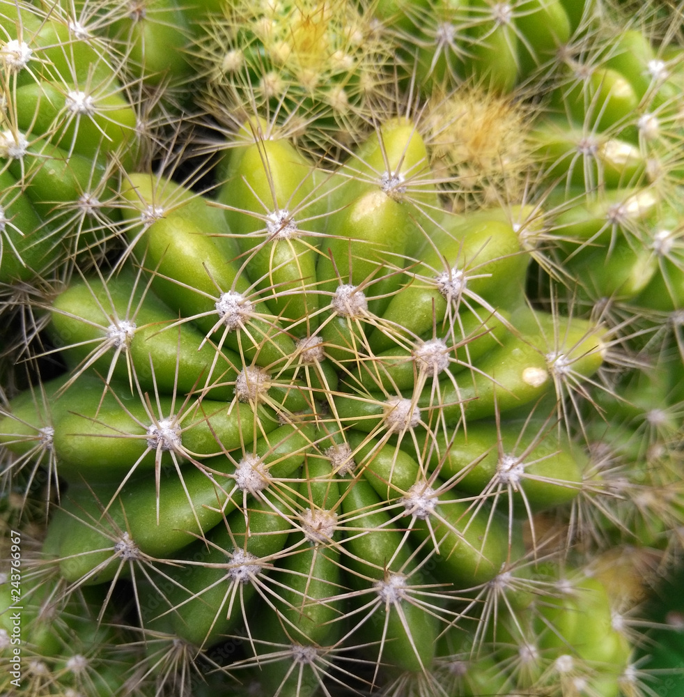 Close-up picture of green cactus with bright spikes - image Close-up picture of green cactus with bright spikes - image