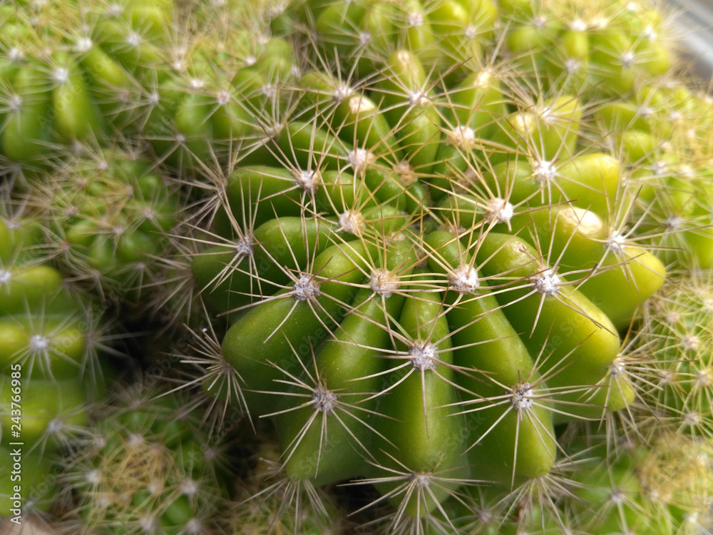 Close-up picture of green cactus with bright spikes - image Close-up picture of green cactus with bright spikes - image