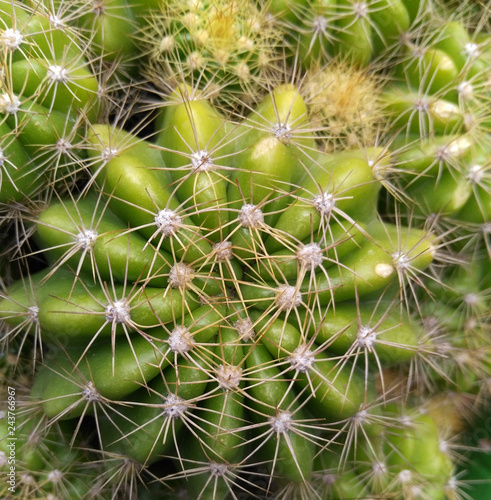 Close-up picture of green cactus with bright spikes - image