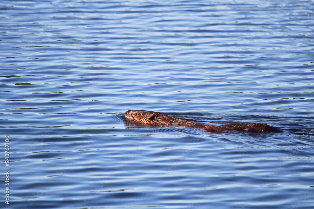Fototapeta premium A beaver swimming in wavy blue water
