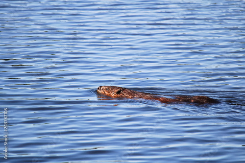 A beaver swimming in wavy blue water