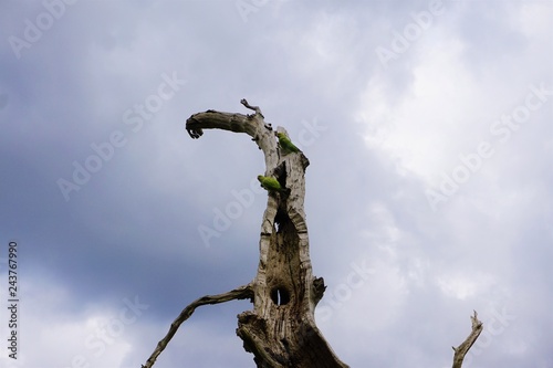 Naklejka na ścianę papugi na martwym drzewie 
