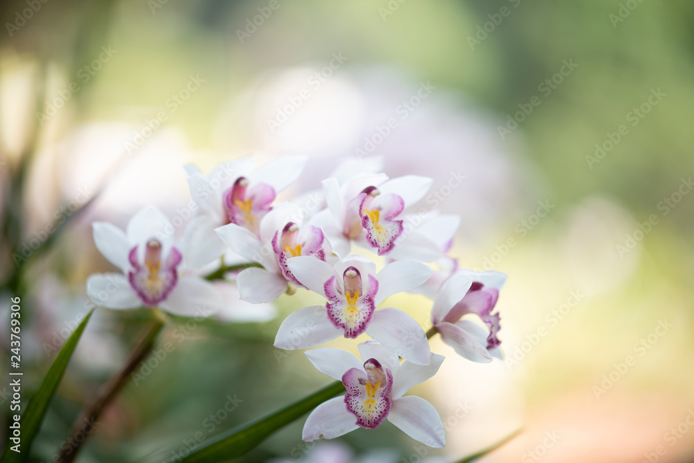 Obraz premium Cymbidium orchid, Orissa Christmas tree, Orchid family