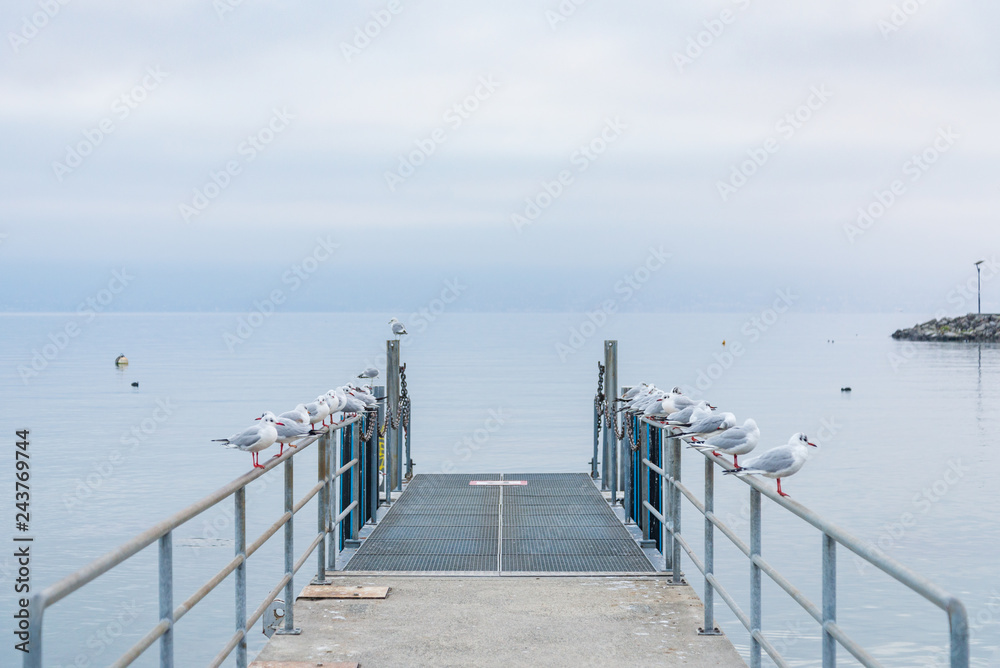 Obraz premium Perspective view at pier with beautiful tranquil atmosphere of misty, cloudy sky over lake Geneva without people and group of birds on railing in Lausanne, Switzerland on evening twilight time.