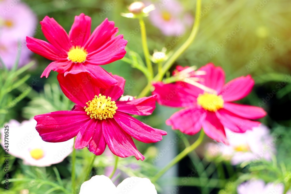 Obraz premium Cosmos flower in tropical