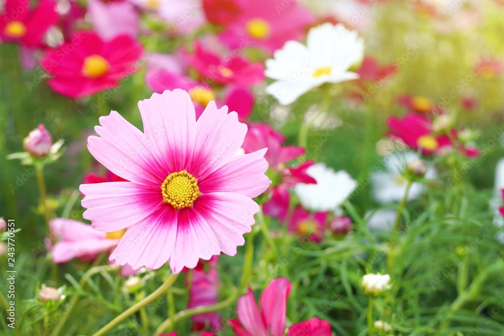 Cosmos flower in tropical