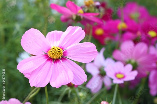 Cosmos flower in tropical