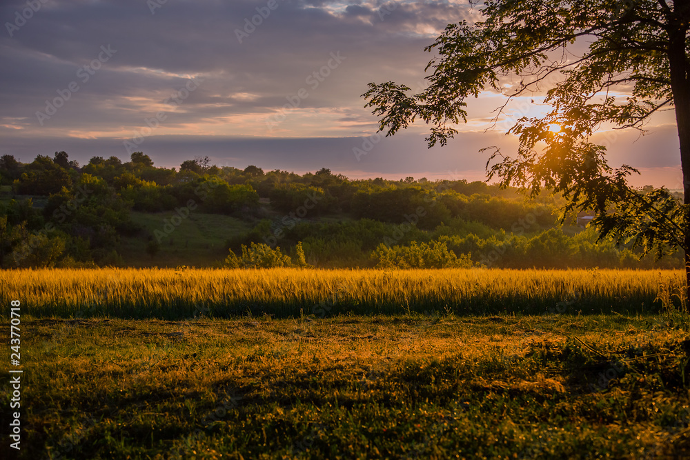 Obraz premium Colorful sunset over wheat field with lens flare.