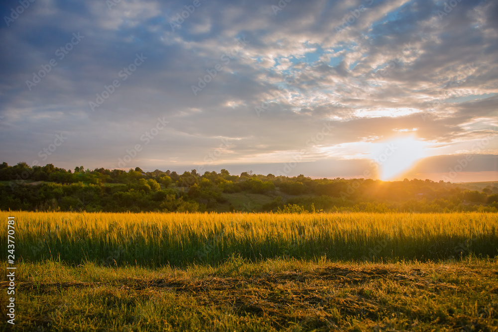 Colorful sunset over wheat field with lens flare.
