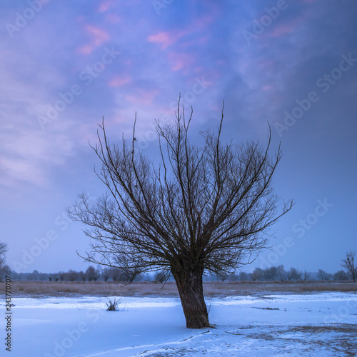 wierzba nad zamarzniętą rzeką