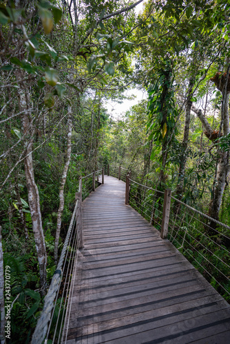 Walking path in the Barron Gorge, Cairns, Australia